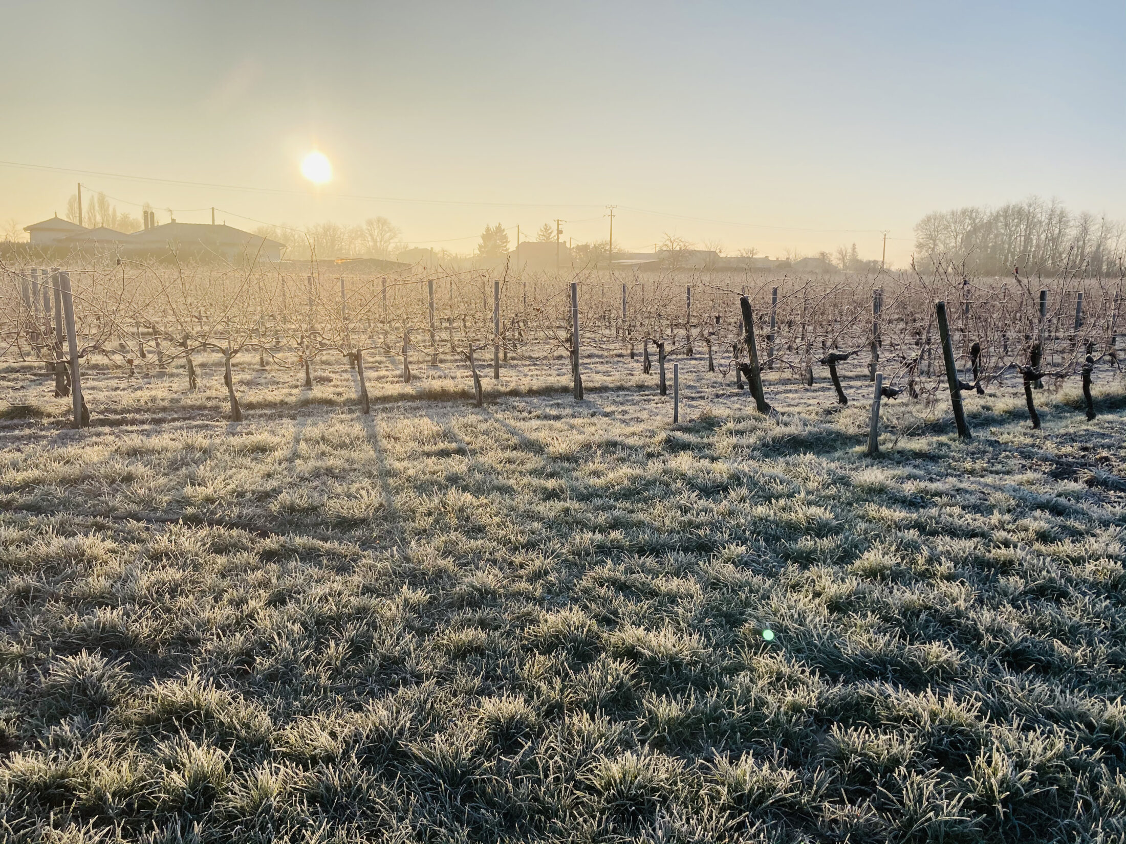 Vignes en hiver